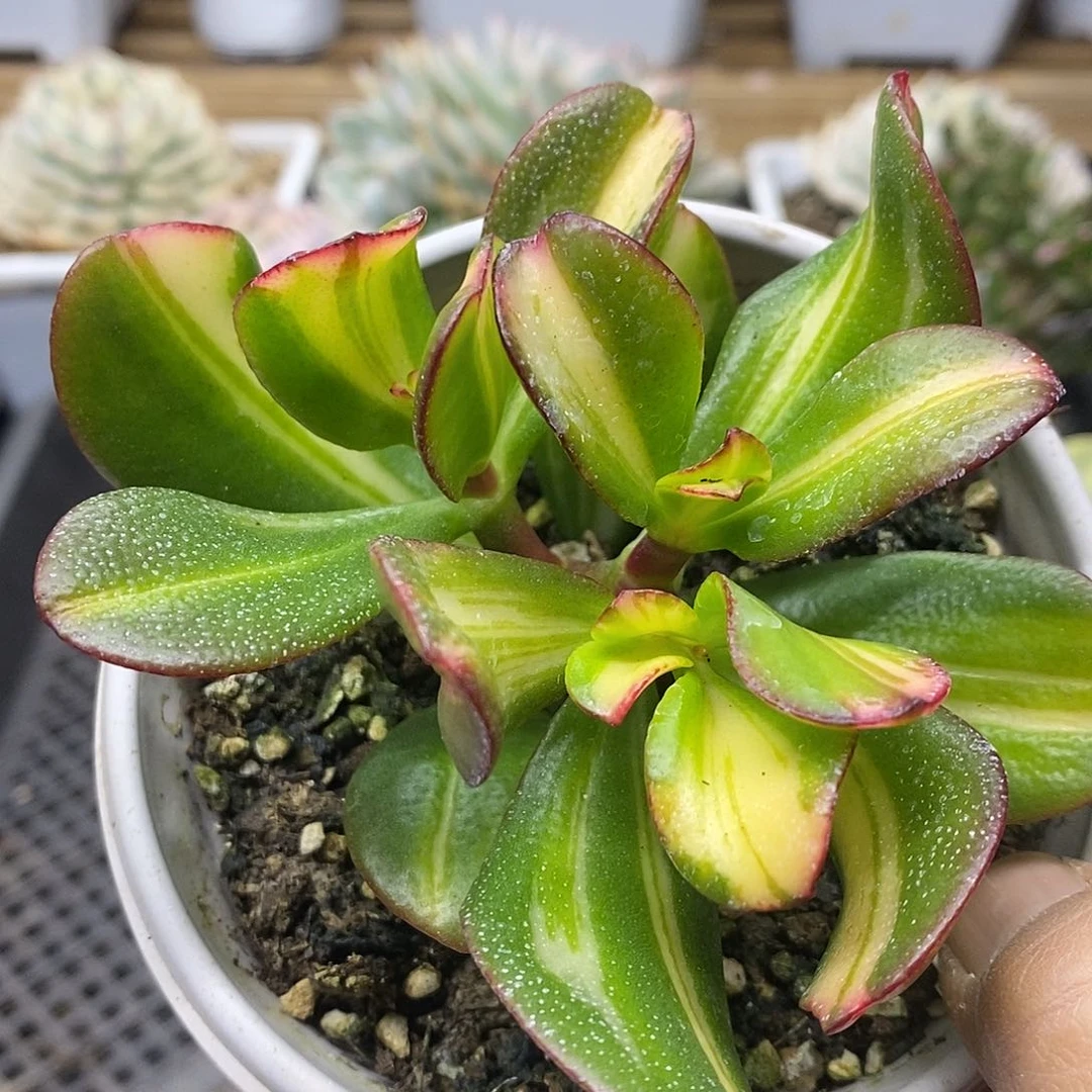 1784 七彩蝶锦自然群