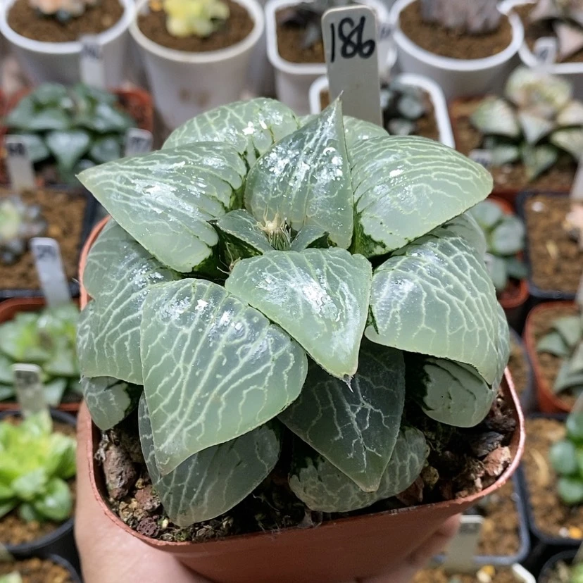 【闪购商品】少*游186水晶101