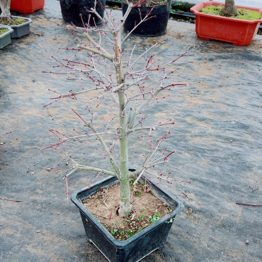 广****配枫树枫树枫树枫树