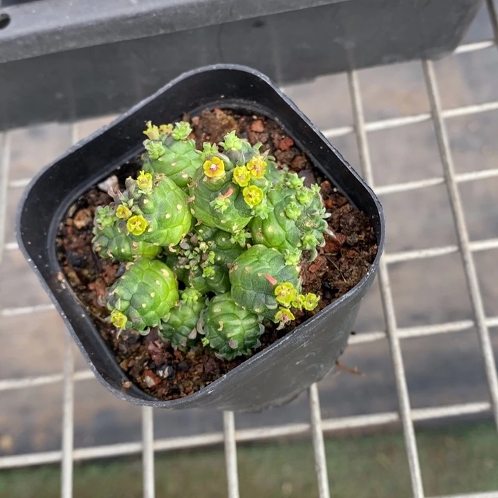 伯克利和格蕾特的故事也是