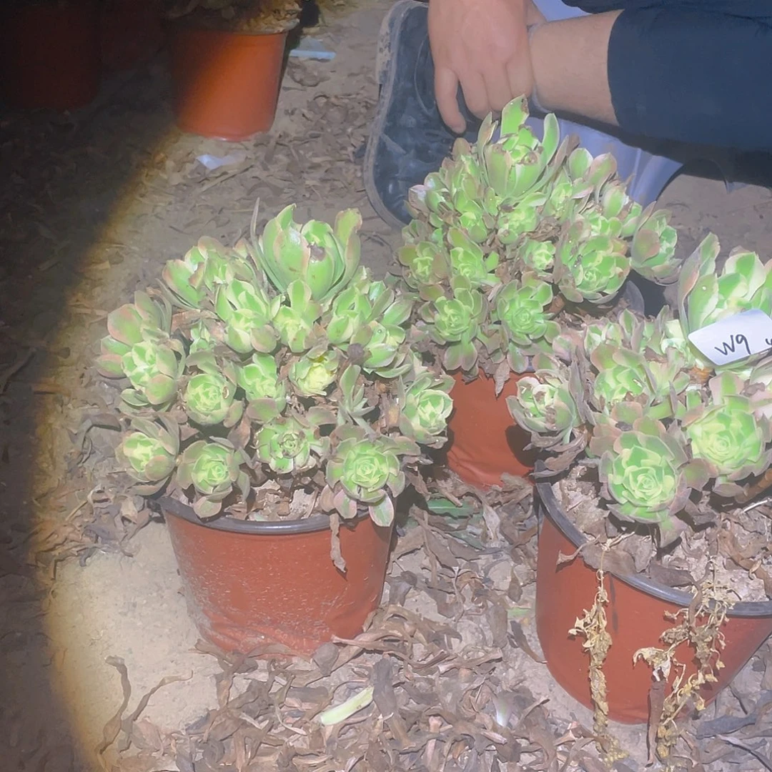 法师植物粉女巫1009