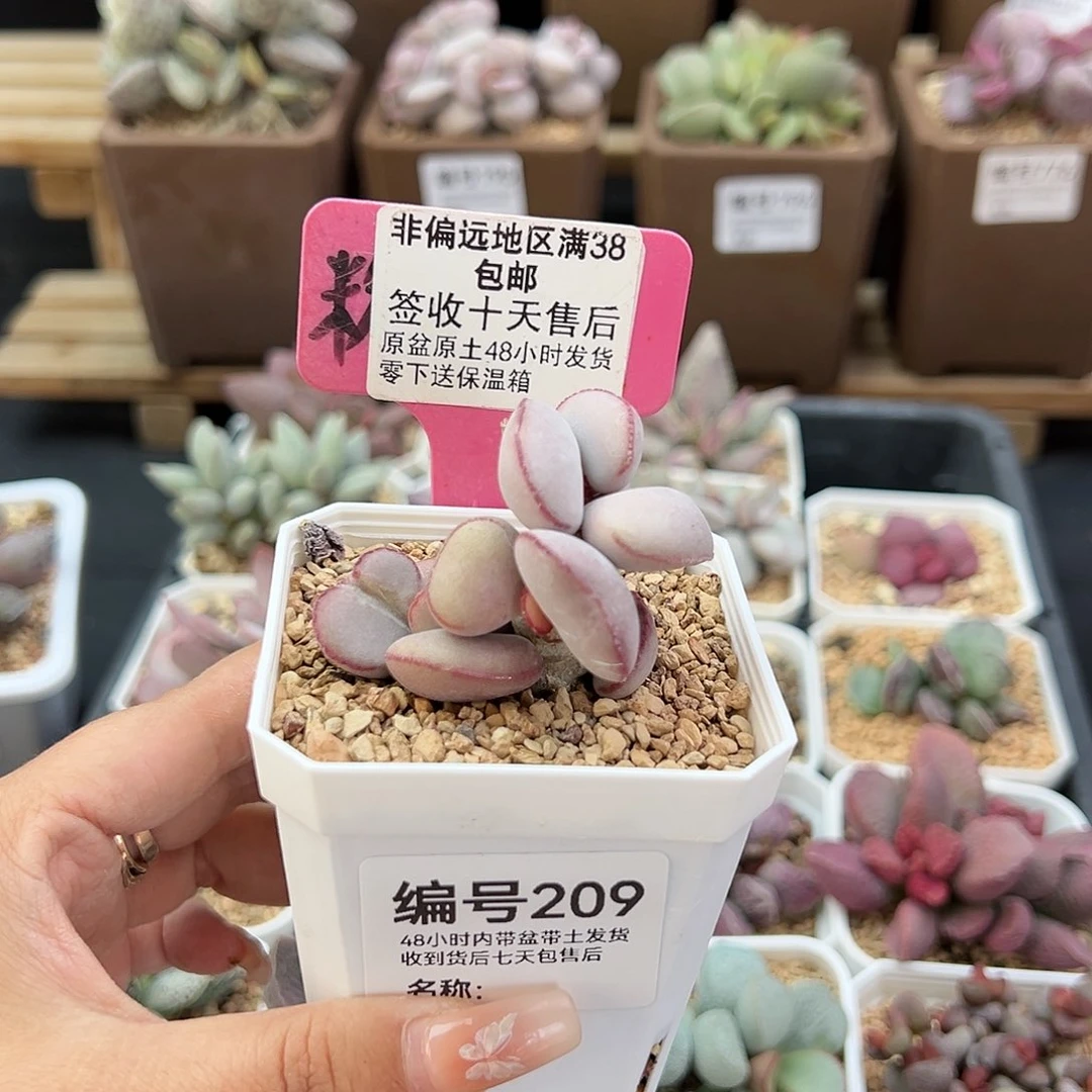 209白肌红蛋多肉植物