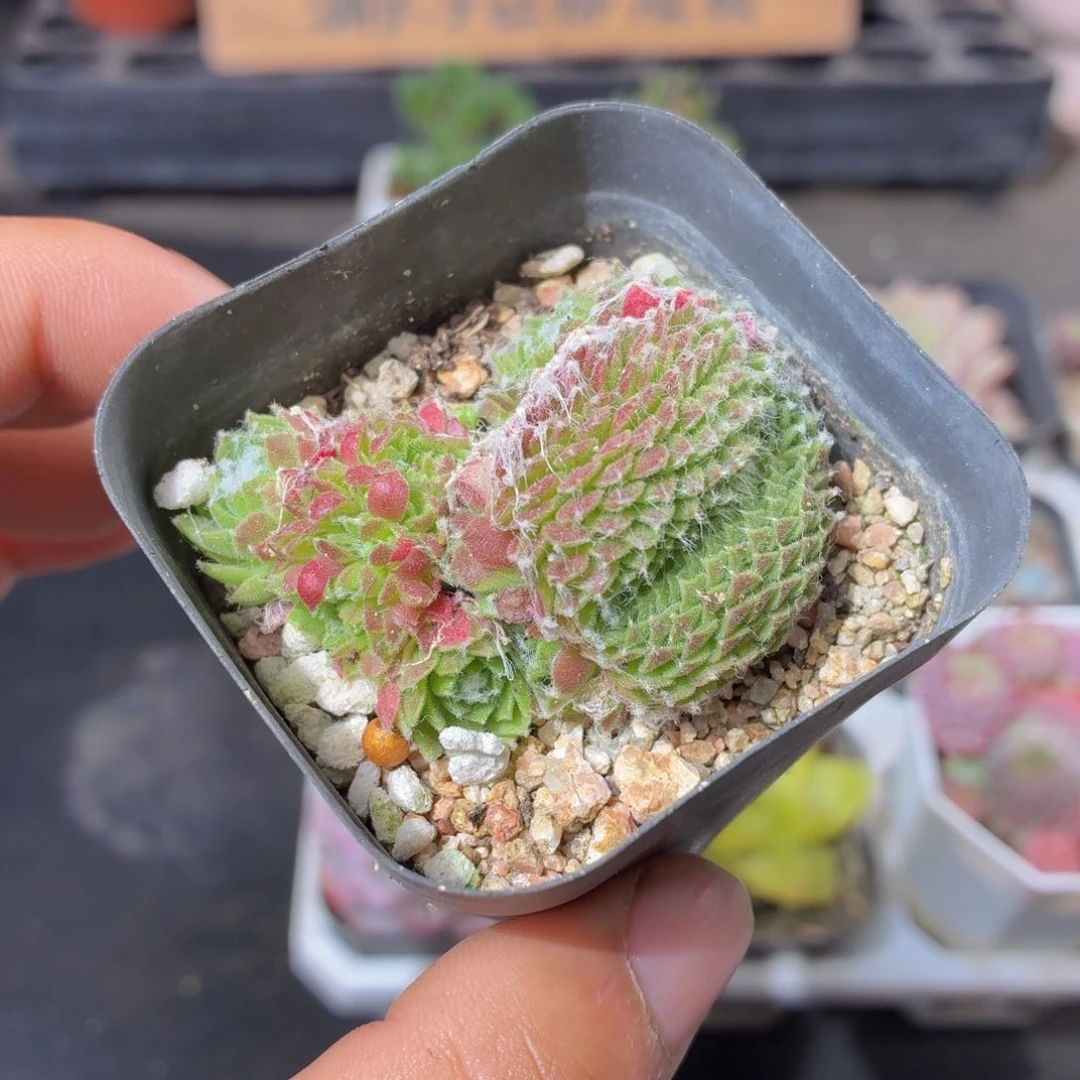 蛛丝卷卷缀化多肉9.9包邮发货