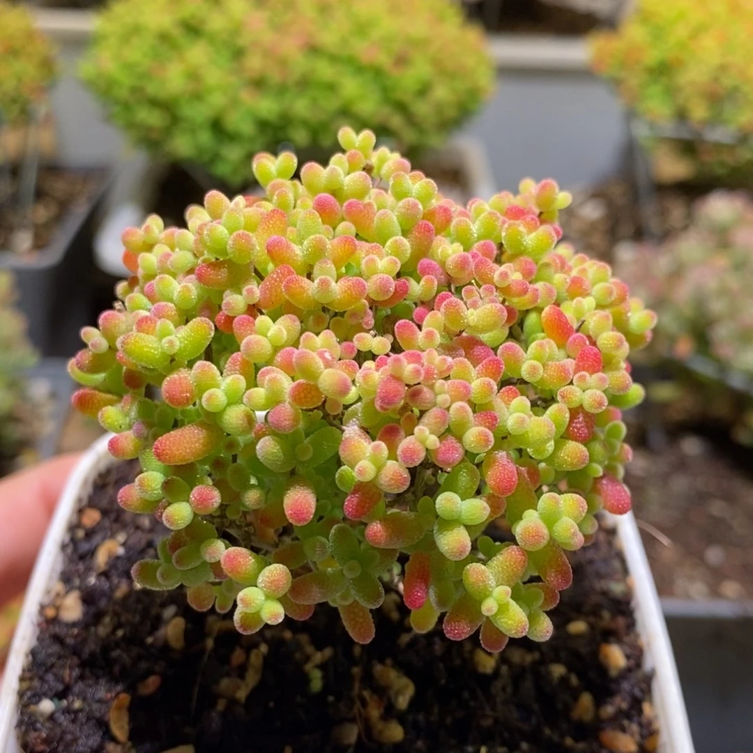 蜜桔糖球枝干番杏177