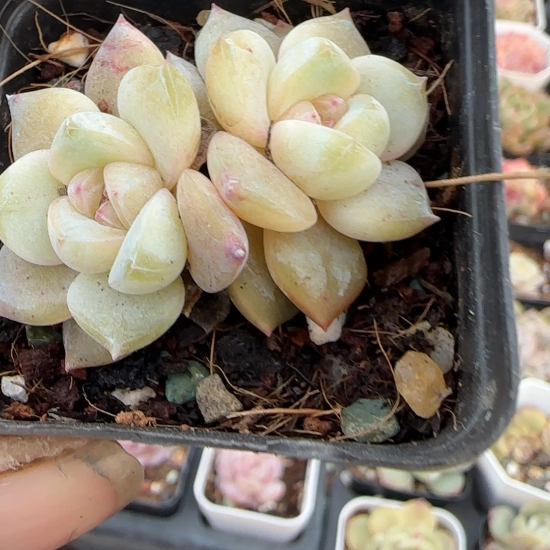 多肉小卡拉米糖心一物一拍