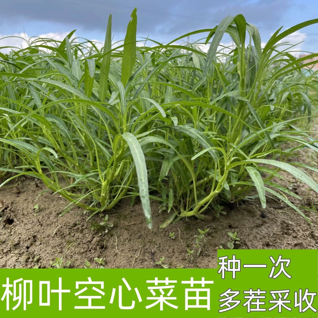 空心菜秧苗带根活苗小叶柳叶水培青菜苗蔬菜苗四季阳台盆栽小菜园