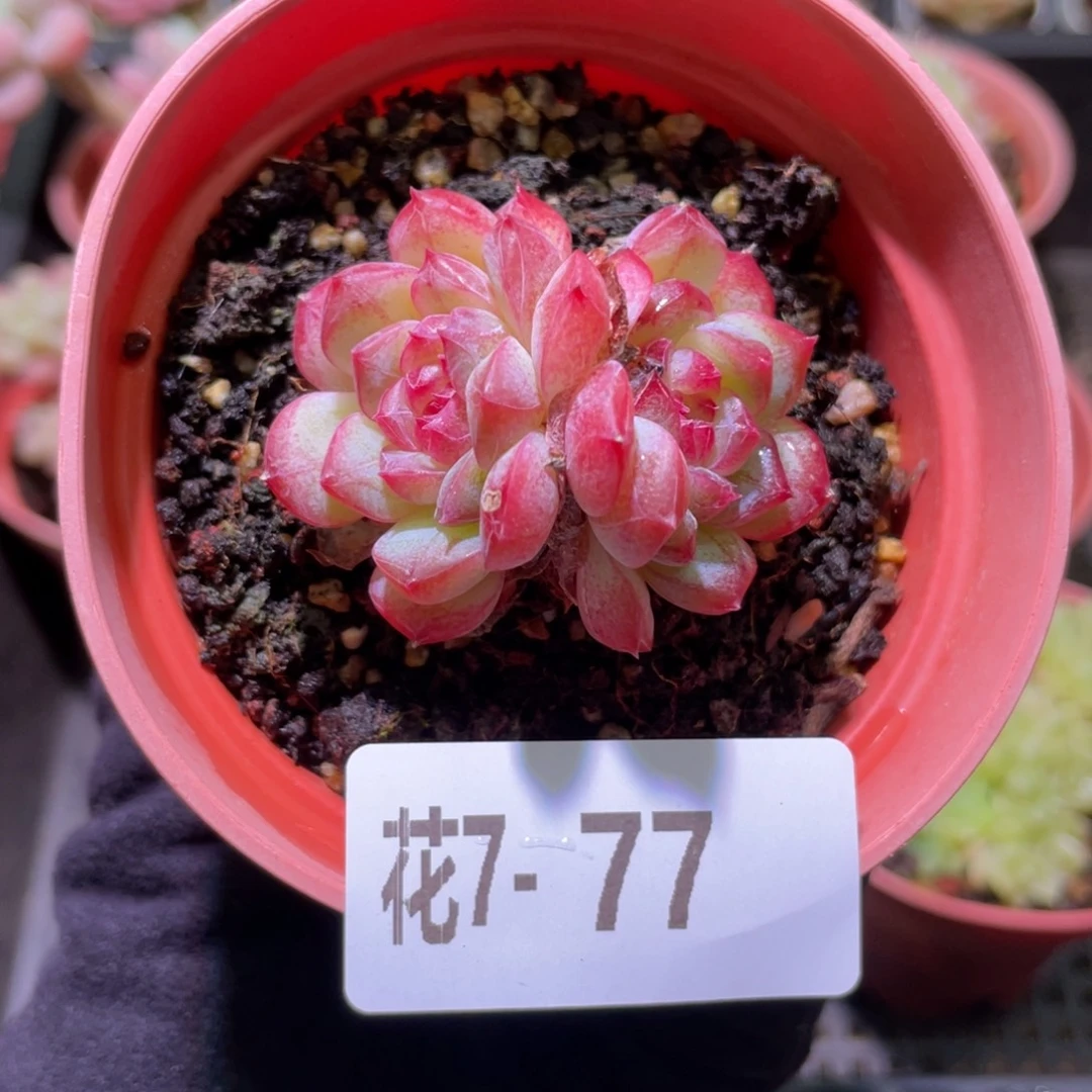 花利美7-77新品双头