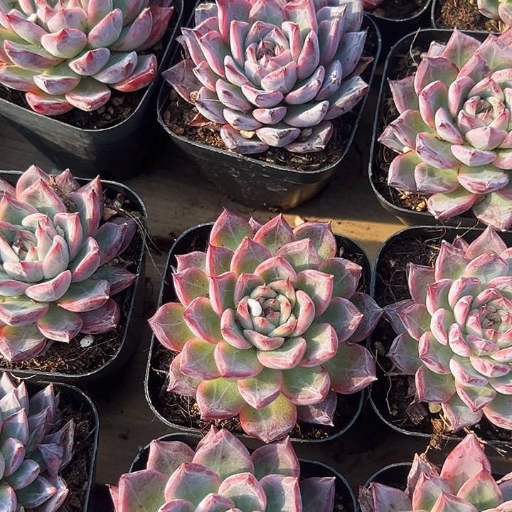 黑魔仙         福利  多多