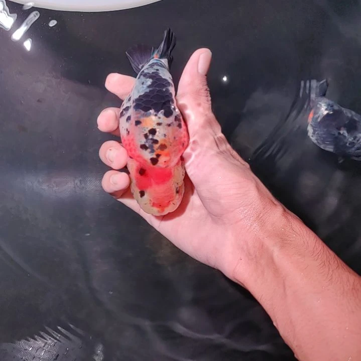 金鱼潘六叔精品麒麟