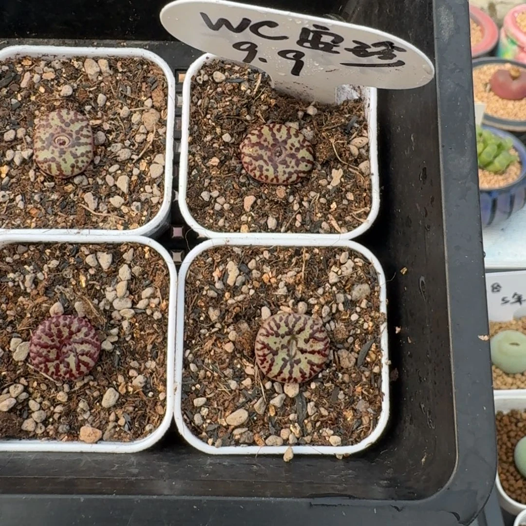 12004-WC霓虹安珍一颗开播福利
