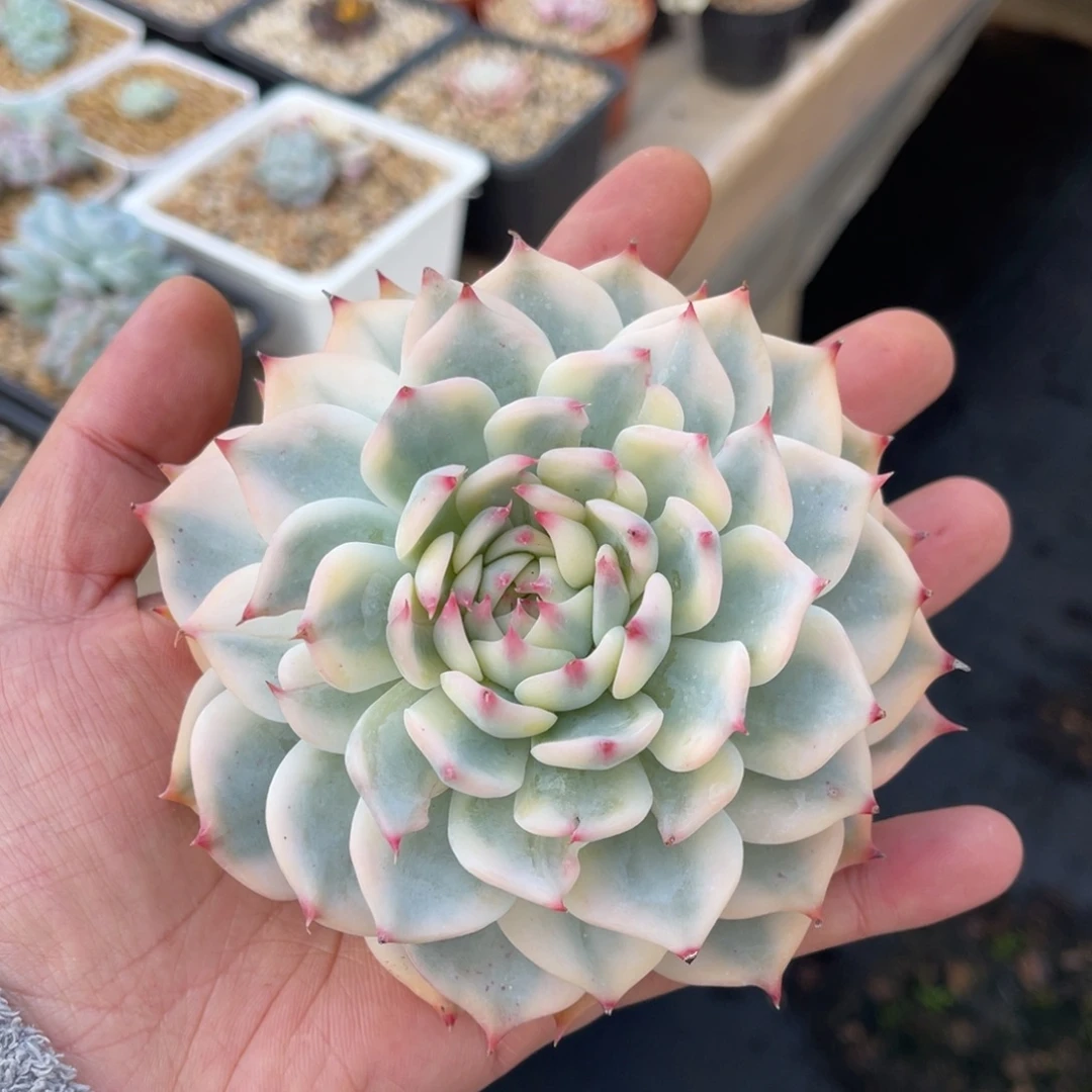 吉娃娃锦一物一拍