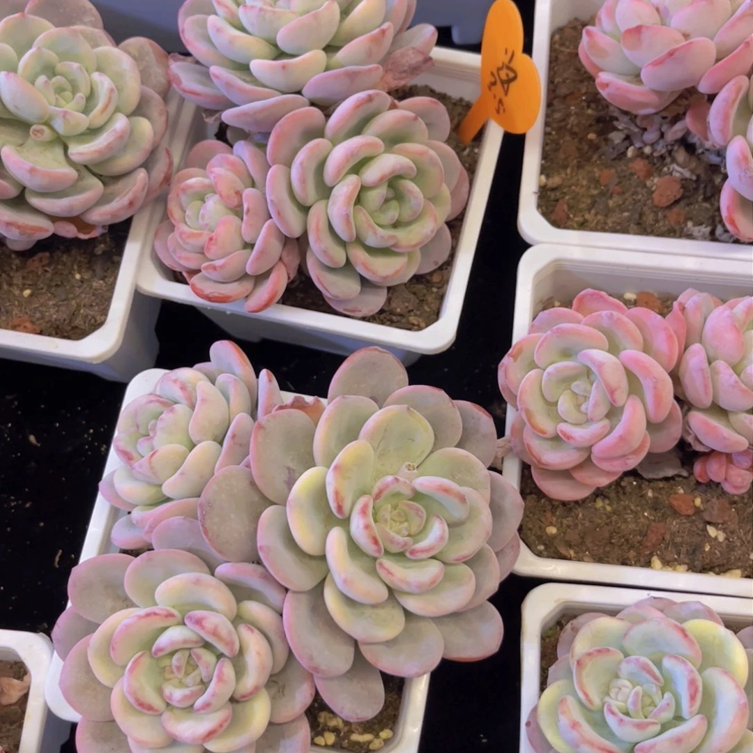 这*漫漫雪多肉美美美的