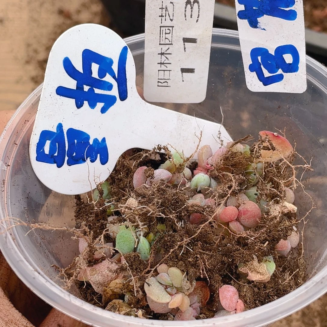 量拍多肉植物多肉植物113