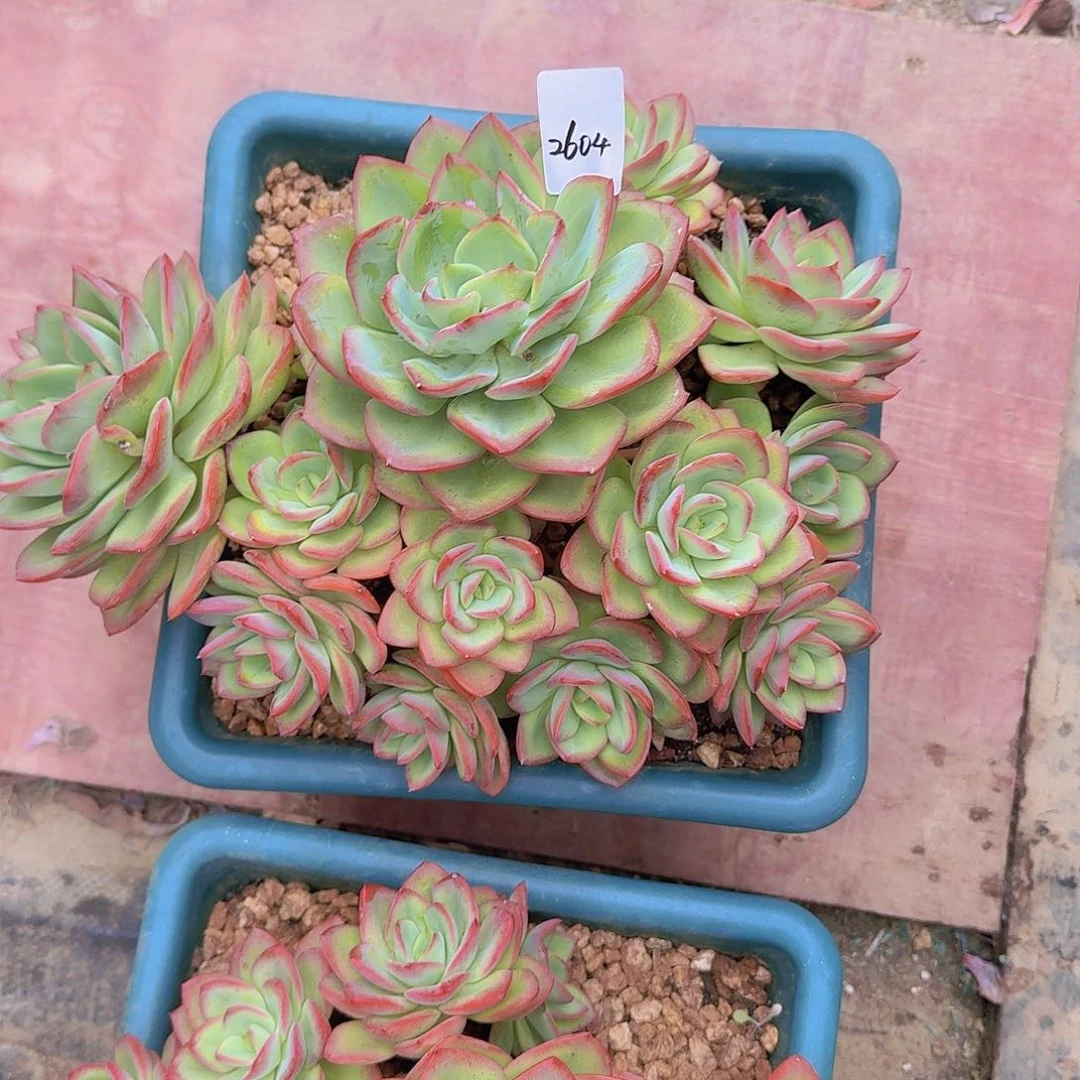 ****李2604杂交多肉植物