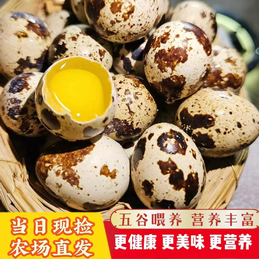【颗颗甄选】新鲜鹌鹑蛋50枚五谷喂养当天现捡现发升级珍珠棉包装