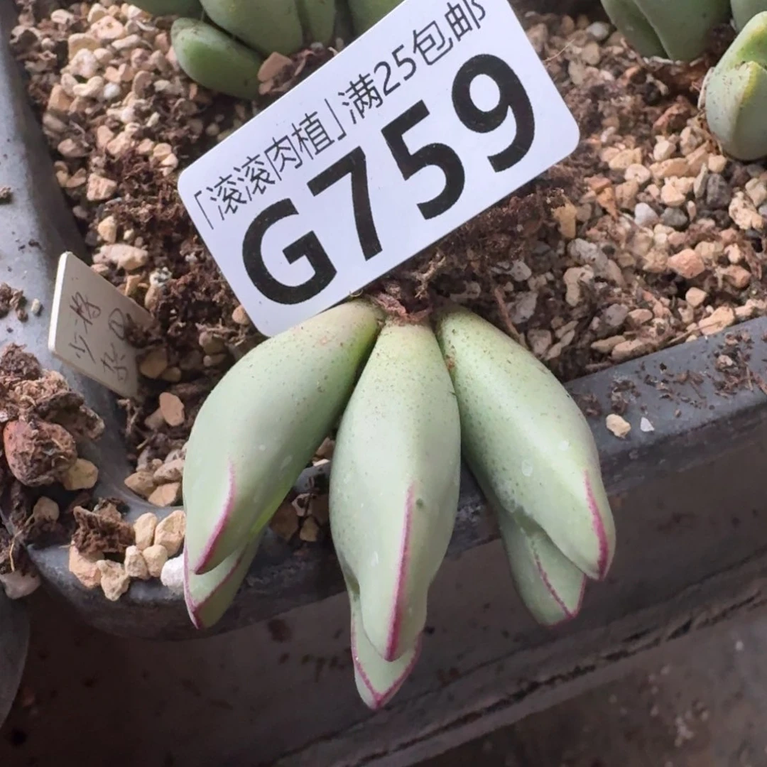 少*游G759少将杂交母本