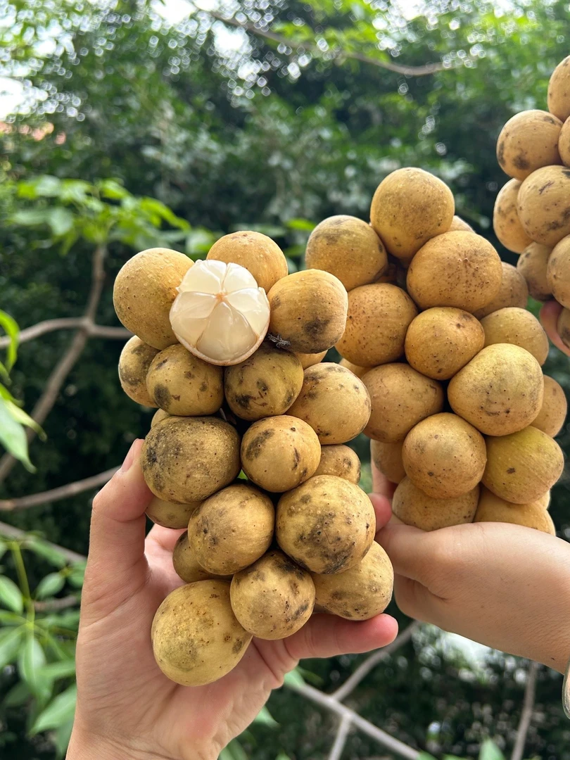 现货泰国进口龙宫果稀有罕见新鲜水果椰色果多味沁人心脾发顺丰