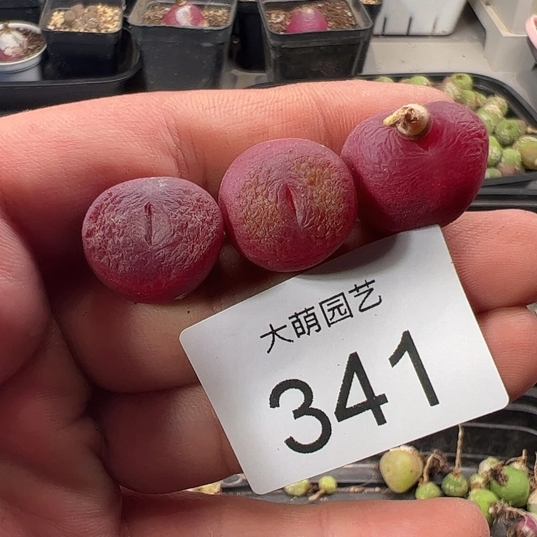 一物一拍。      341