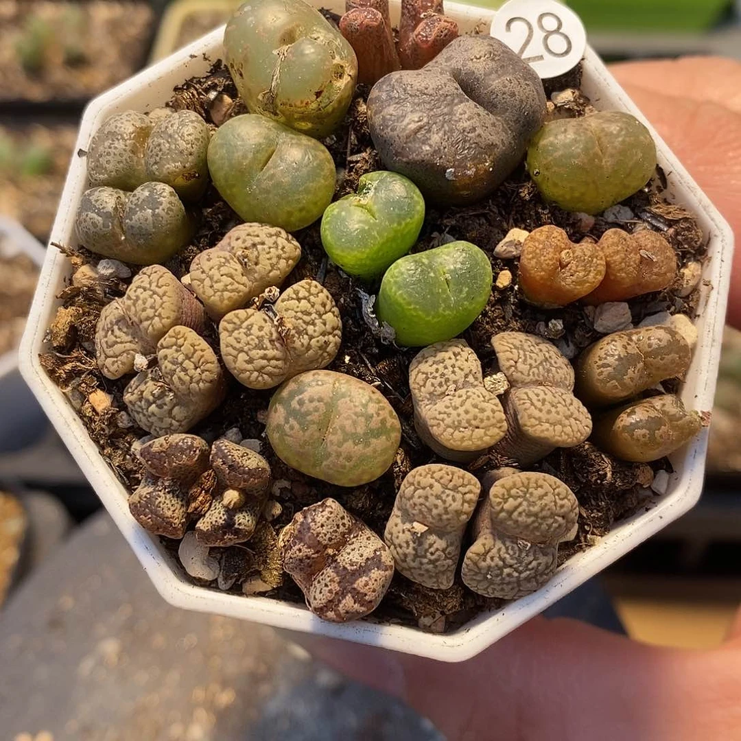 勋章一盆多肉植物28号