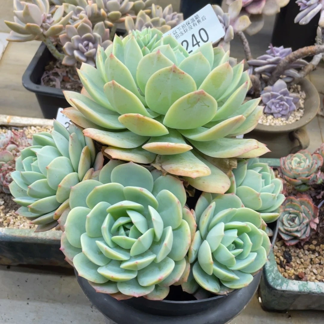 㦡*黑大帅多肉240恋曲