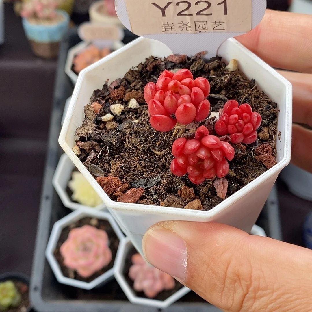 0221 红宝石 3cm