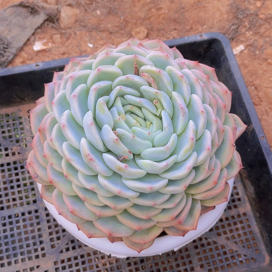 千本剑999999999999999