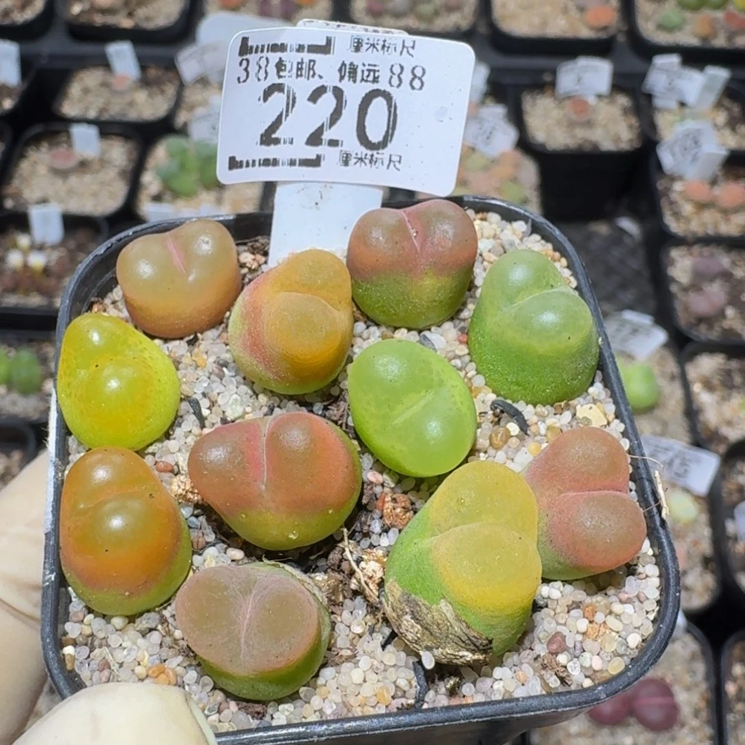 zzzzz精品生石花220