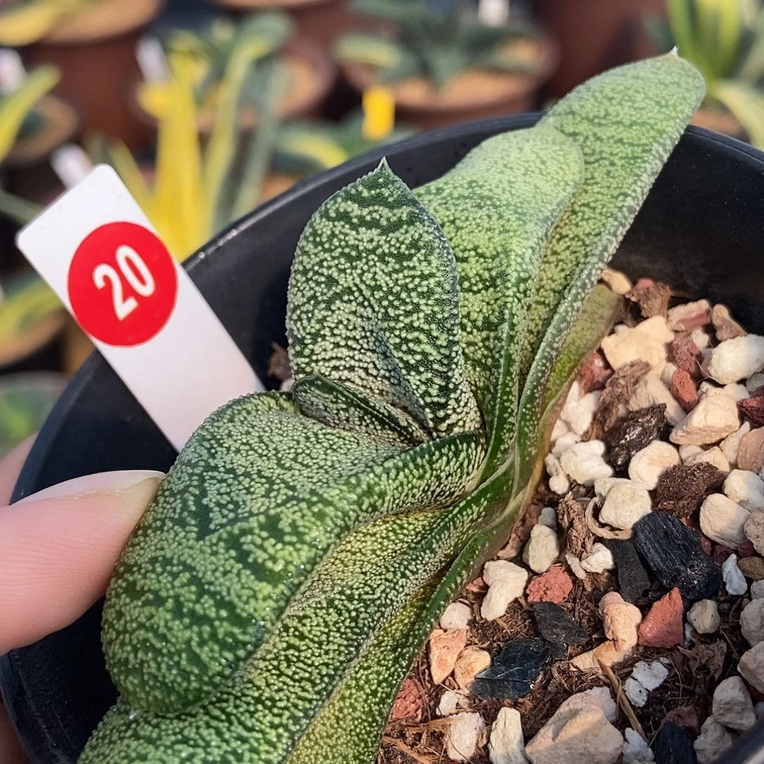 20锦母本实生转短叶带盆发货