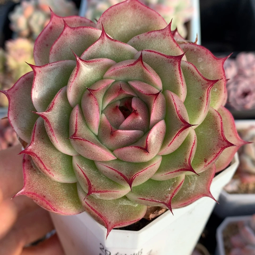 0205-07 麦杆优选