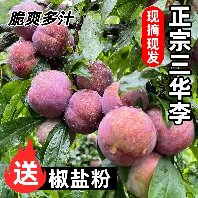 【新鲜采摘】正宗钱排三华李新鲜应季水果酸甜脆爽红心李现摘现发SY
