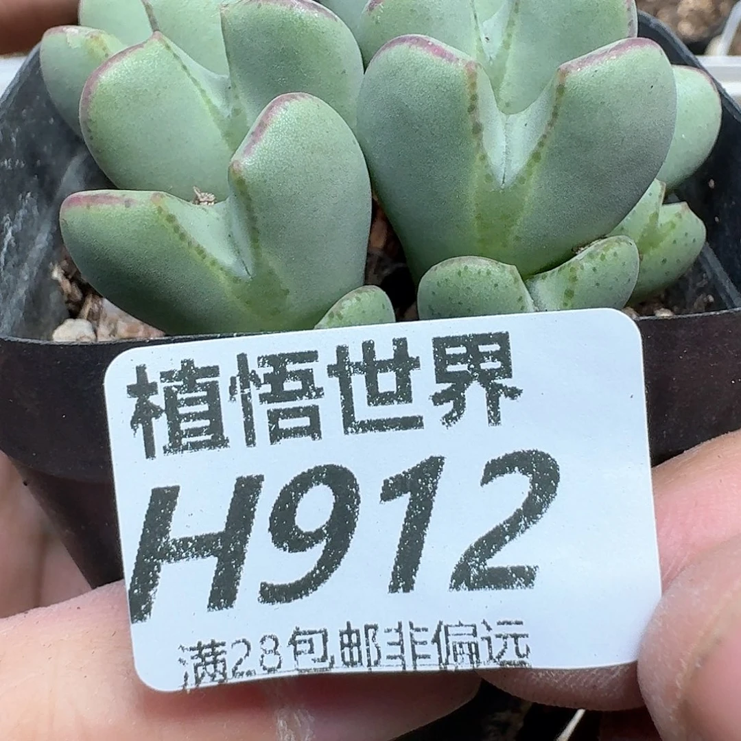 多热的润泽风格v的润泽