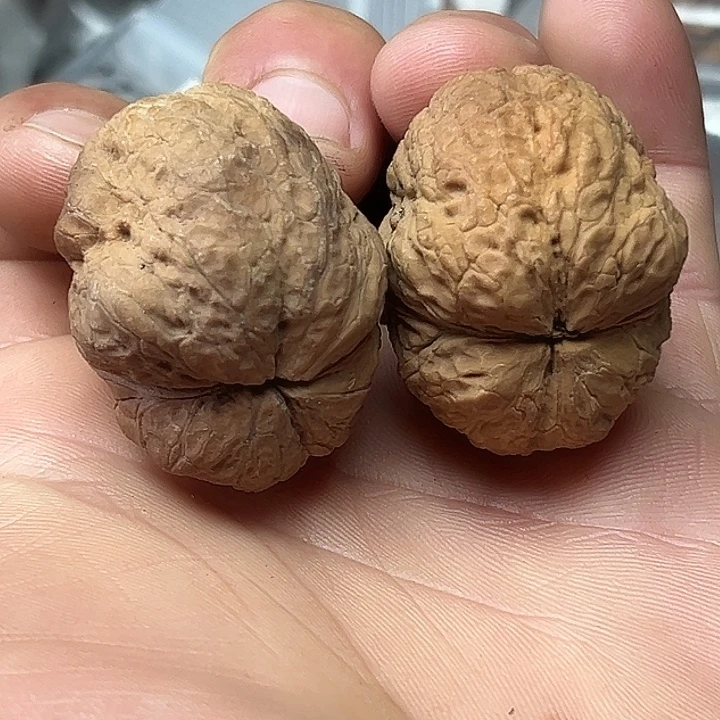 核桃2号箭毒蛙37尺