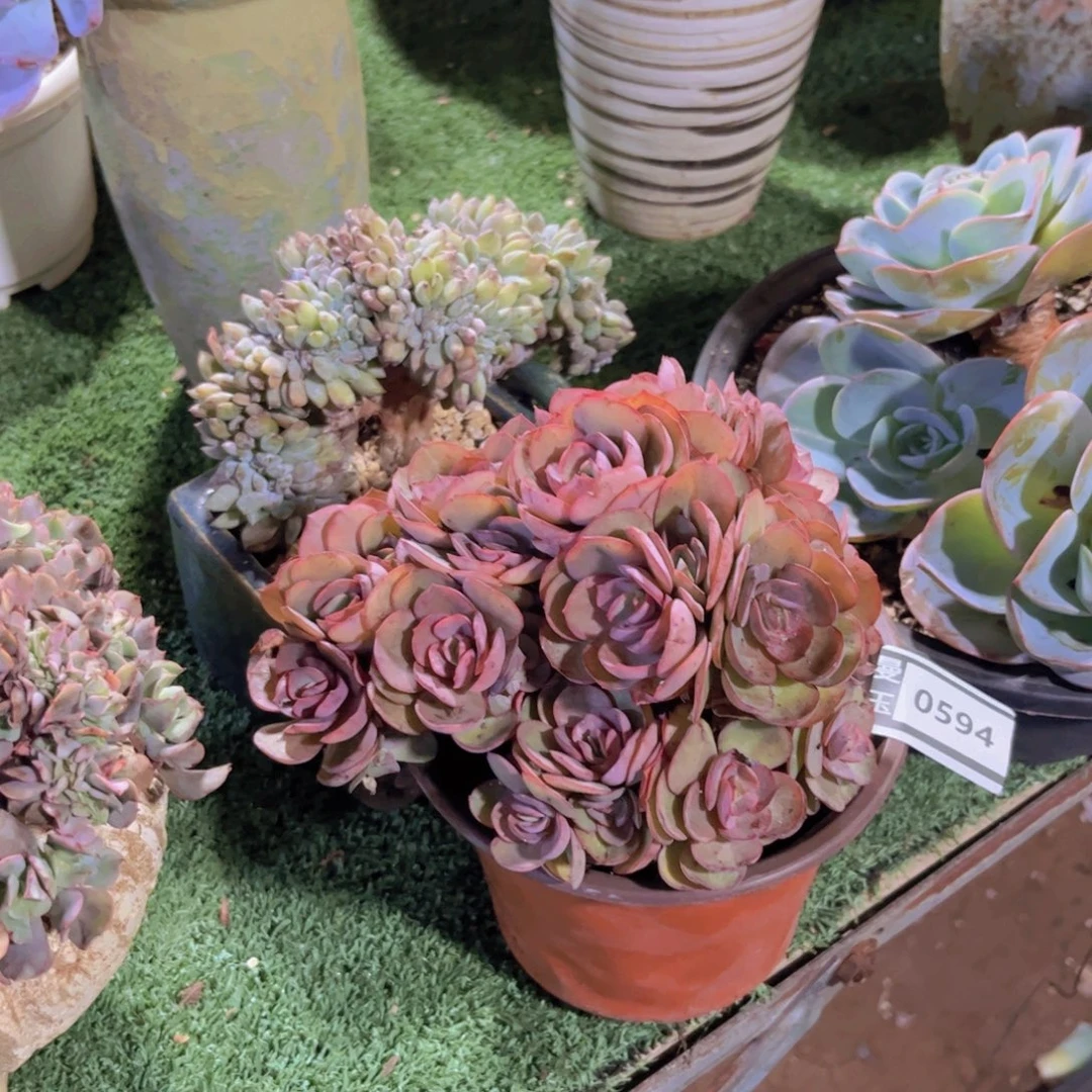 秀妍多肉植物0594