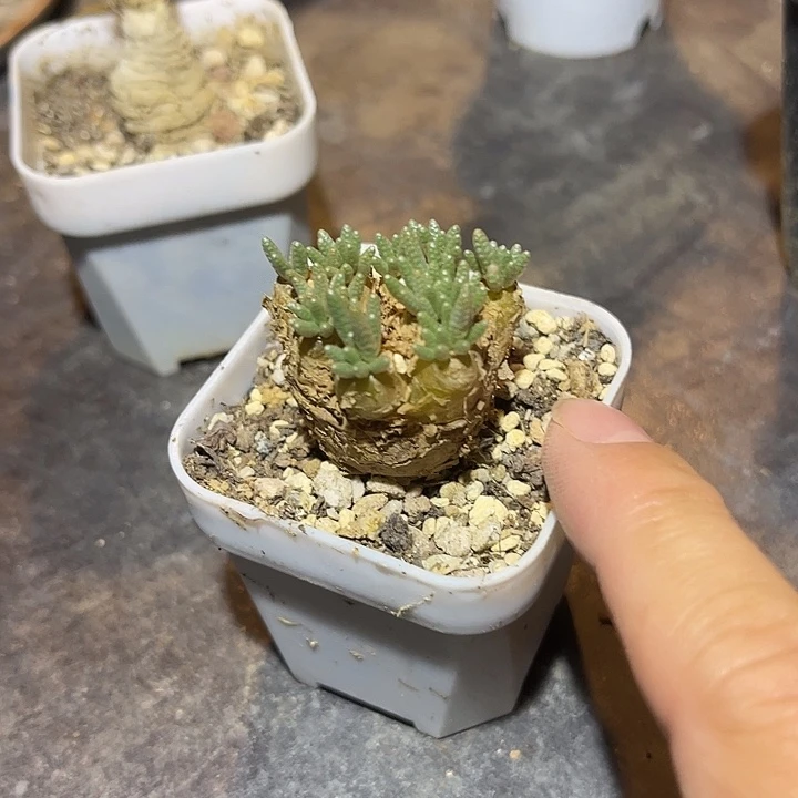 无花朵老家产地红花韧锦