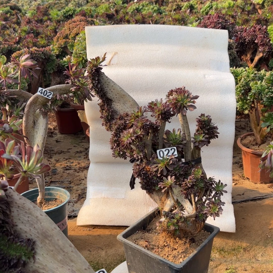 有伤黑缀022高度40厘米