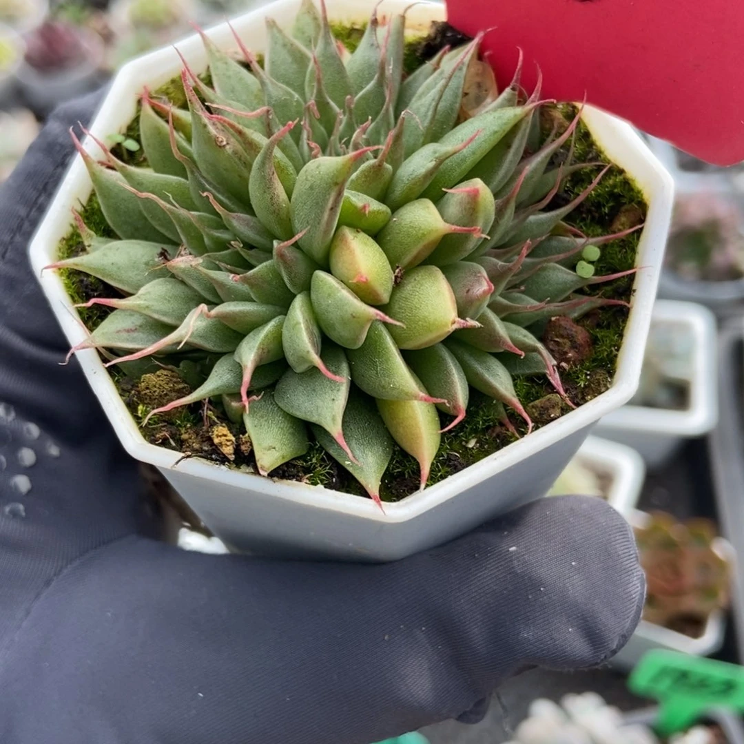 240银星多肉植物多肉