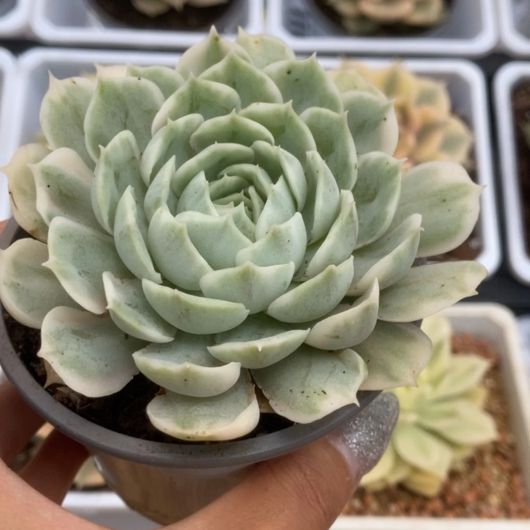 439昂丝诺锦锦锦锦锦锦锦锦