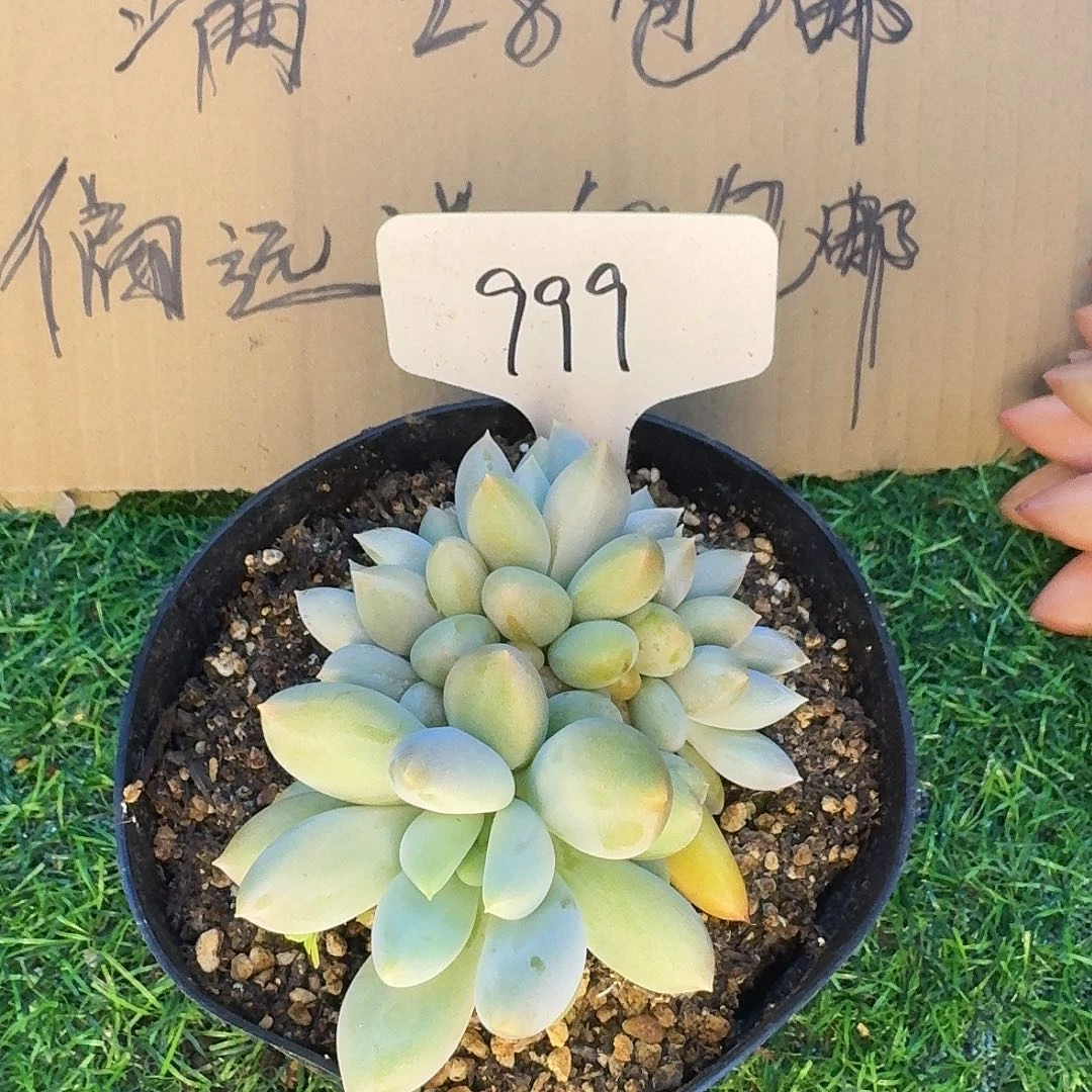 云南多肉小栈哥特999
