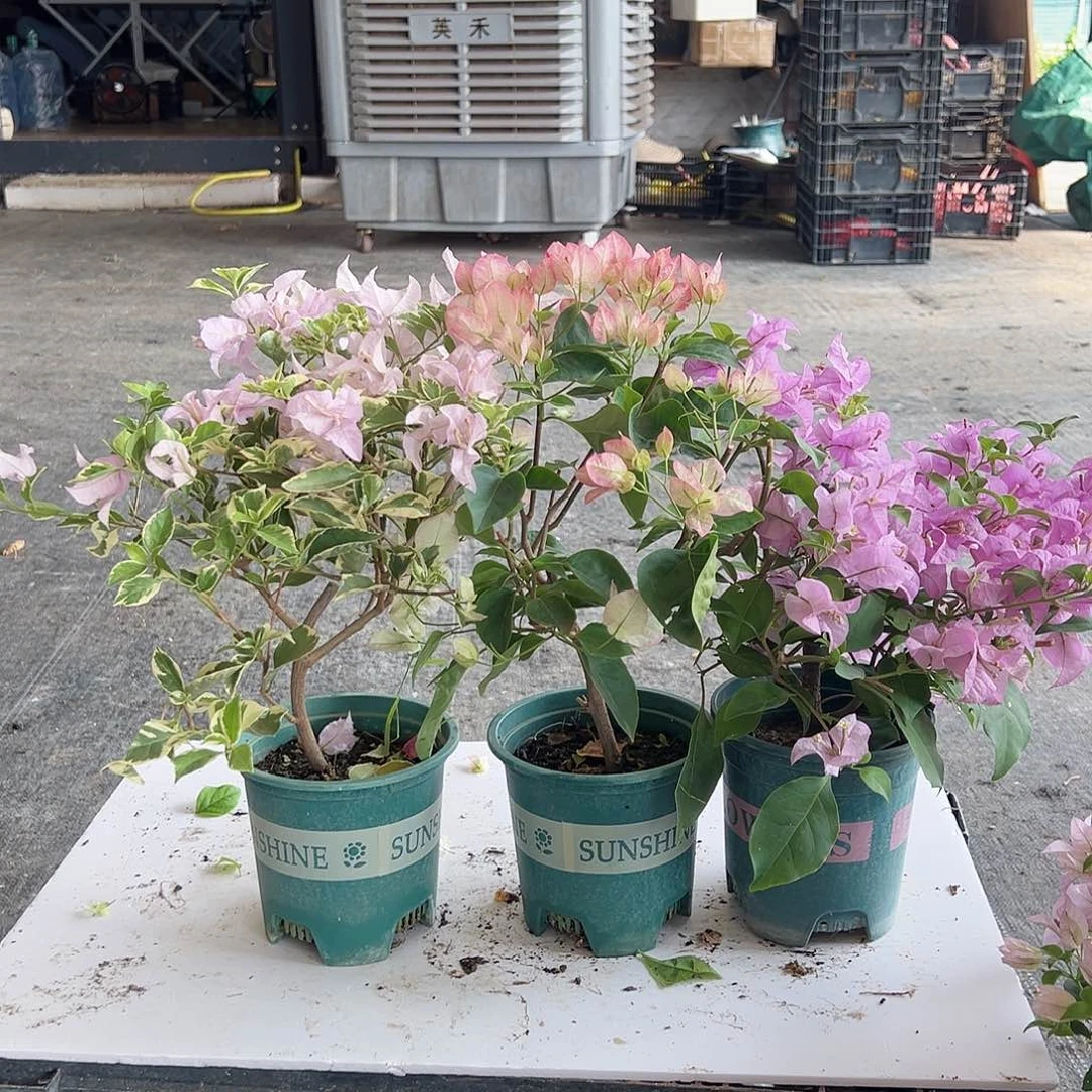 大部分花苞少量开放花叶苹果花，五宝，巴西紫组合