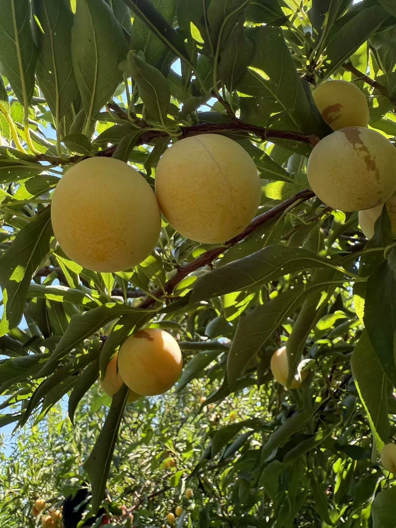 陕西露天黄金西梅，软吃香甜可口