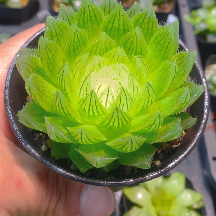 宝莲灯万象盆多肉植物