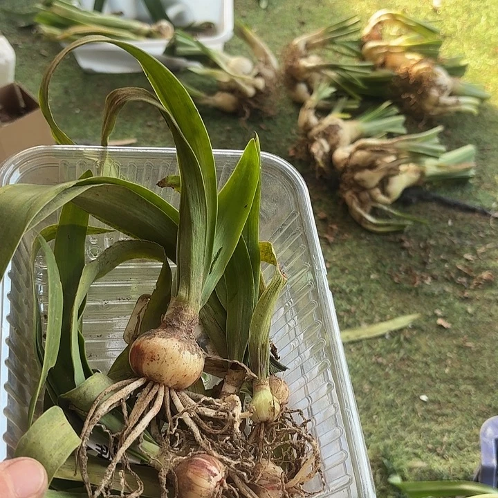 完全开放紫蝶一物一拍