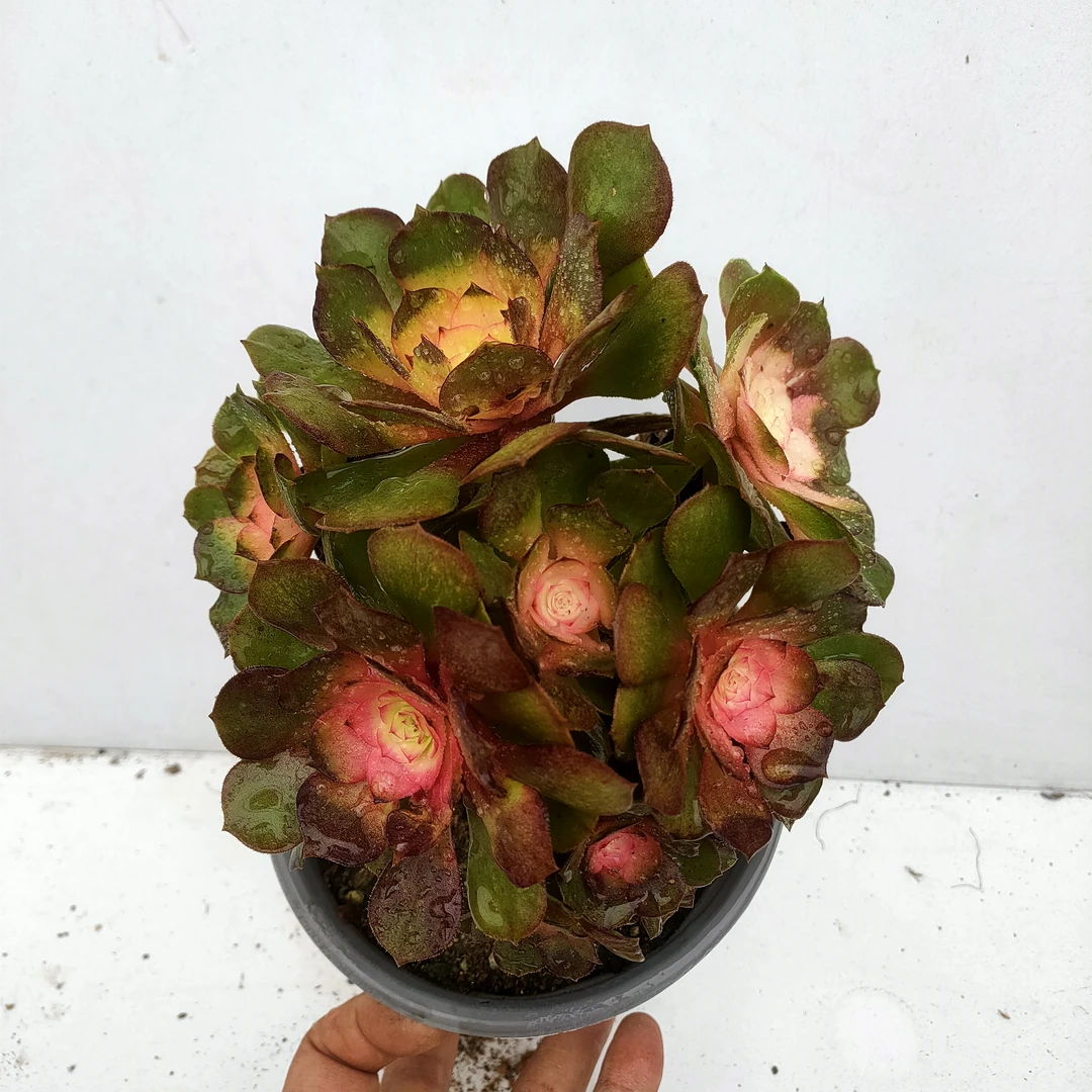 糖心万圣节法师 满20包邮不带盆土目前绿色 湖南长沙多肉植物