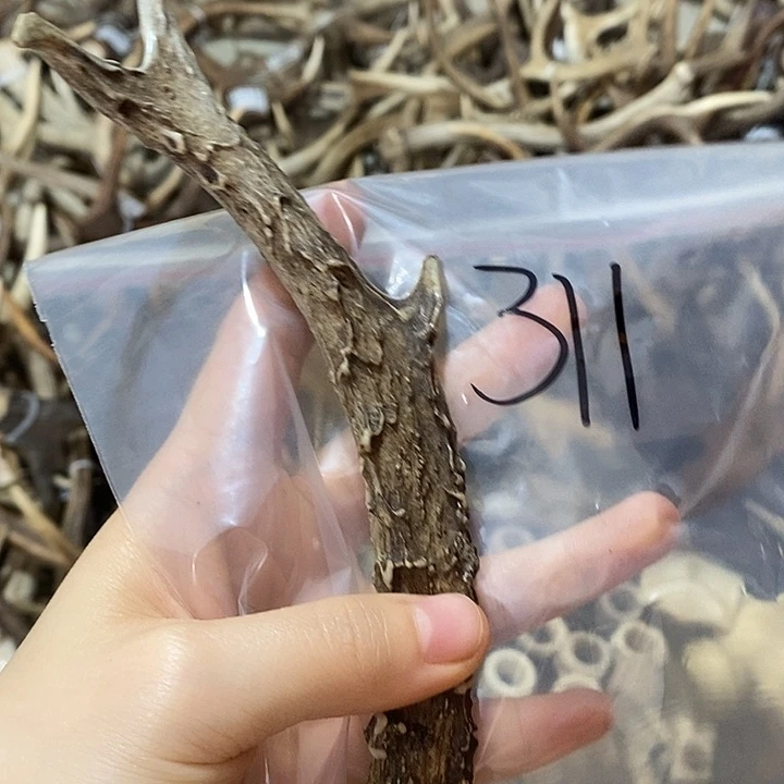 鹿角鹿角鹿角鹿角