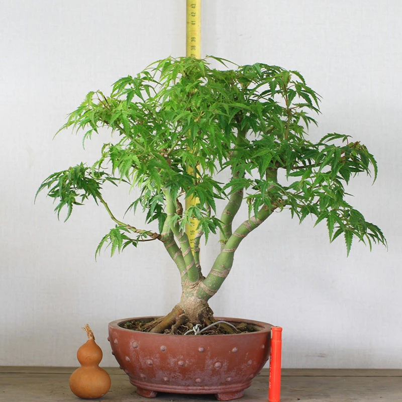 枫树盆景素材 各种矮霸 怪桩 坨坨桩【一物一拍】