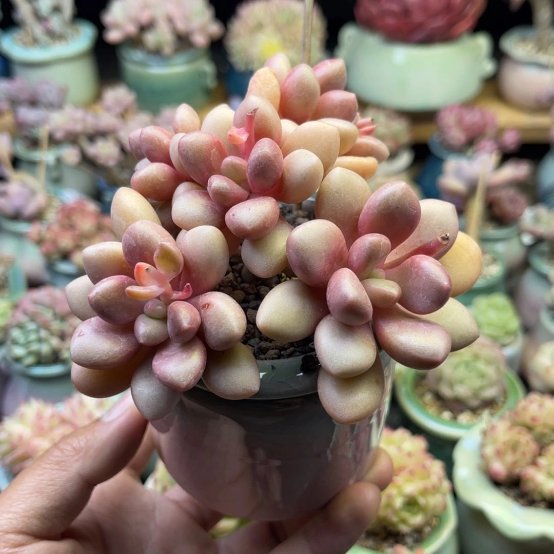 527 先锋派 带陶瓷盆发货 满28包邮