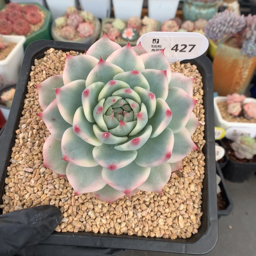 427 吉娃娃锦多肉多肉