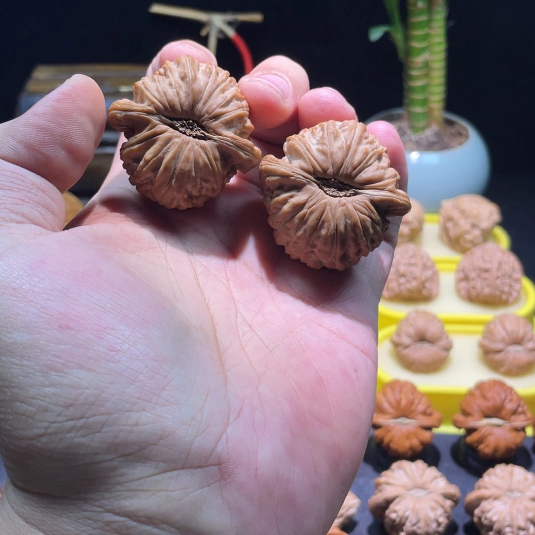 文玩核桃把件43全品满肉卡姿兰红皮南瓜底白狮子