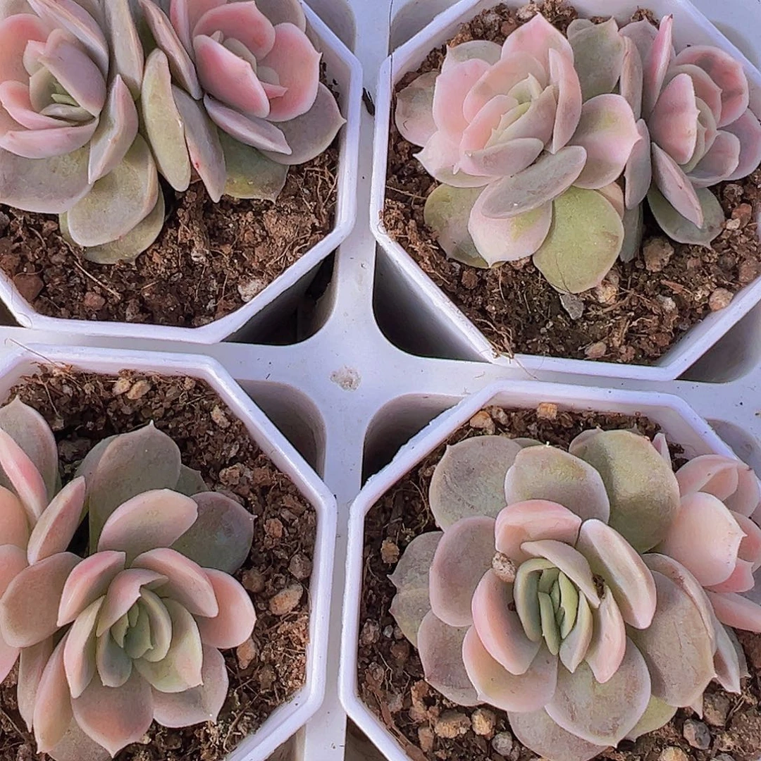 双头蓝色惊喜锦19包邮