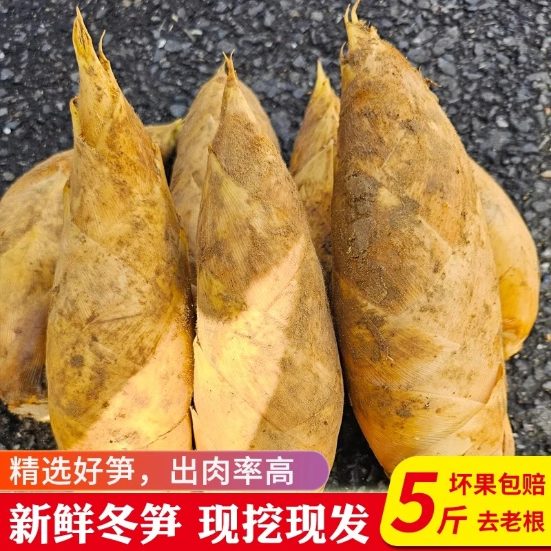 新鲜冬笋现挖现发2025黄泥笋尖竹笋建瓯冬笋竹笋新鲜现挖